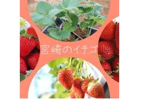 宮崎のいちご
